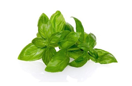 Basilikum