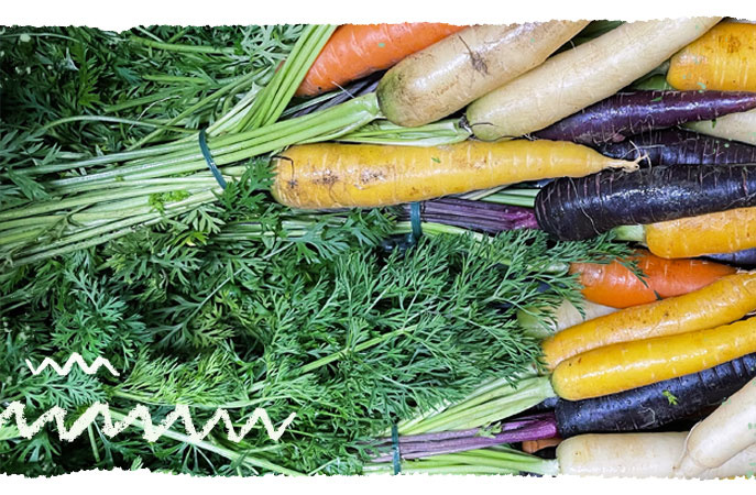 Möhrengrün an Bundmöhren