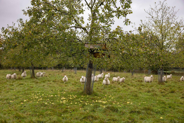 Obstbaum mit Kauzkasten. darunter Schafe