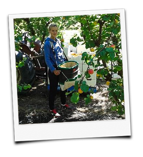 KI generiert: Eine Person erntet Obst in einem Garten.