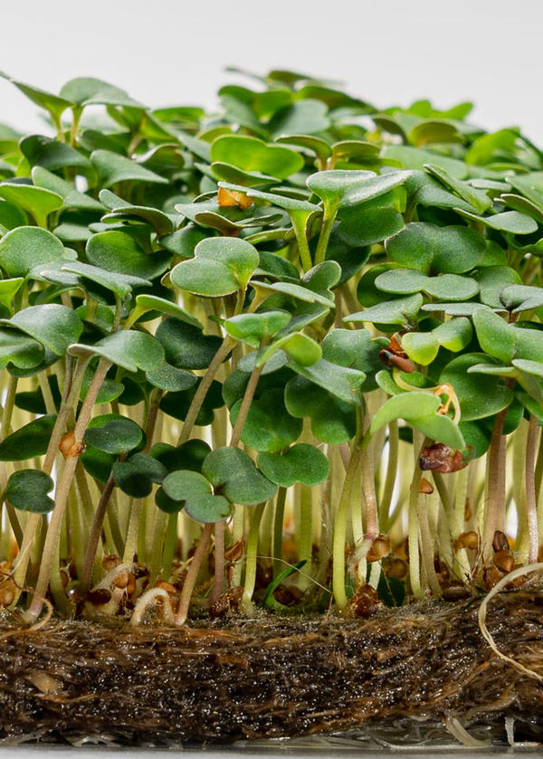 Rucola Kresse KRAUZ Ausschnitt