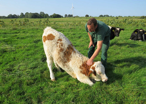 Bauer und Kalb Lüttje Plaats