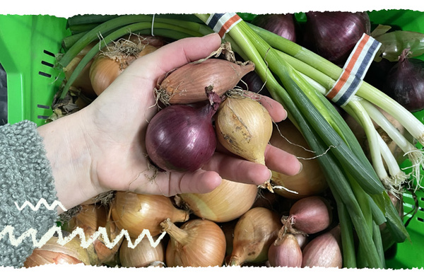 KI generiert: Eine Hand hält verschiedene Zwiebeln über einem Korb mit Frühlingszwiebeln.