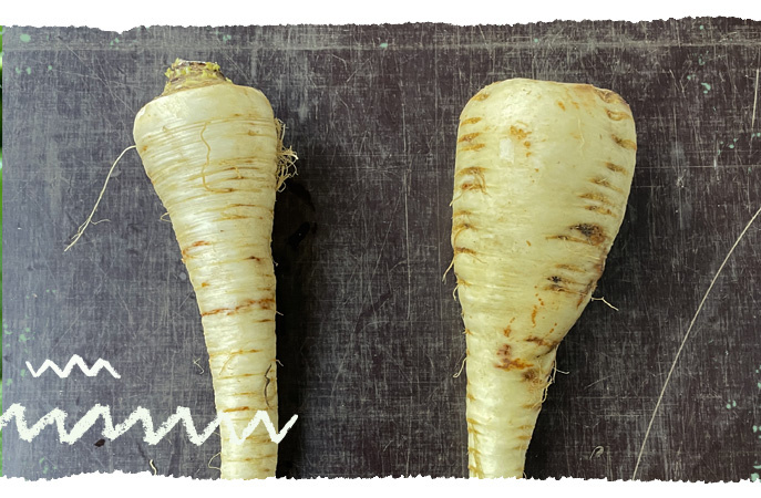 Pastinaken und Petersilienwurzel