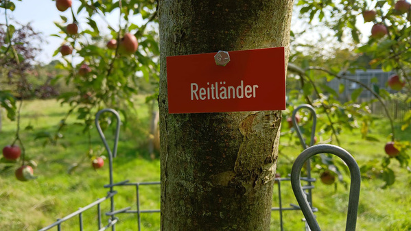 Baumstamm mit einem roten Schild. Text: „Reitländer“. Hintergrund zeigt Apfelbaum mit Früchten.