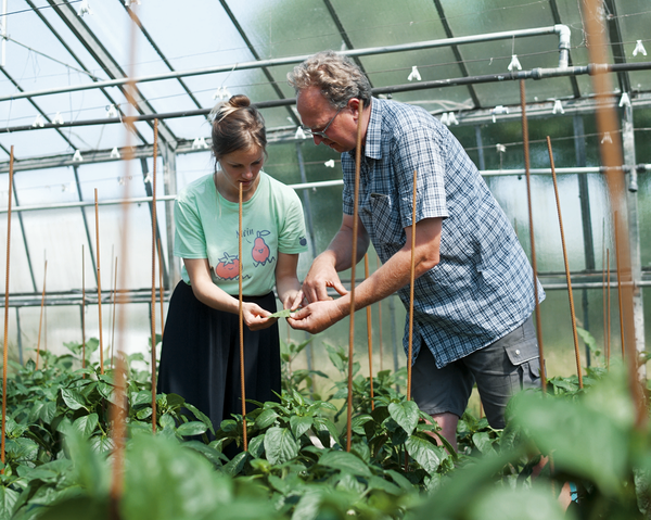 KI generiert: Zwei Personen untersuchen Pflanzen in einem Gewächshaus.