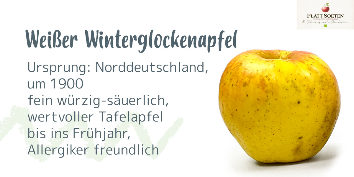Ein gelber Apfel mit Text: "Weißer Winterglockenapfel, Ursprung: Norddeutschland, um 1900, fein würzig-säuerlich, wertvoller Tafelapfel bis ins Frühjahr, Allergiker freundlich."