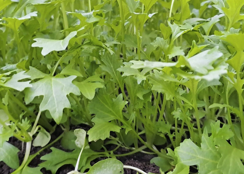 Stielmus Nahaufnahme