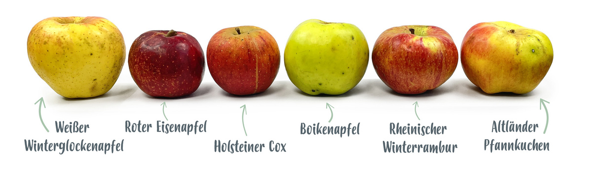 KI generiert: Sechs Apfelsorten nebeneinander: Weißer Winterglockenapfel, Roter Eiserapfel, Holsteiner Cox, Boikenapfel, Rheinischer Winterrambur, Altländer Pfannkuchen.