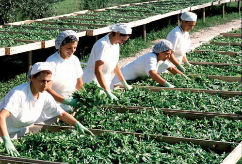 LaSelva_Historie_Manufaktur_Trocknung_Basilikum