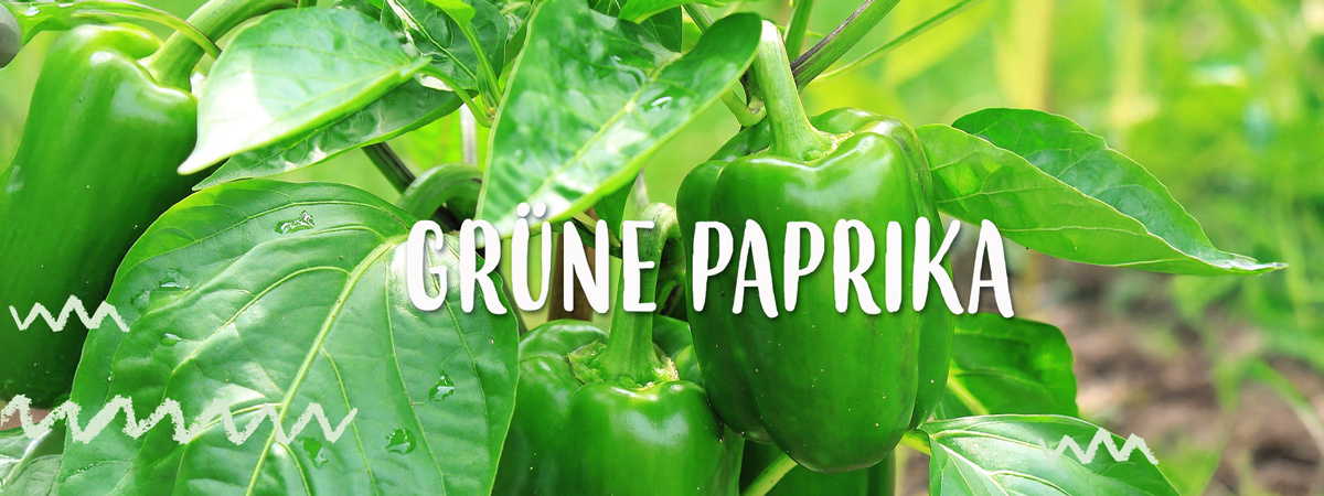 grüne Paprika am strauch