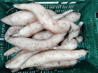 Produktfoto zu Yacon Wurzel - Erdbirne