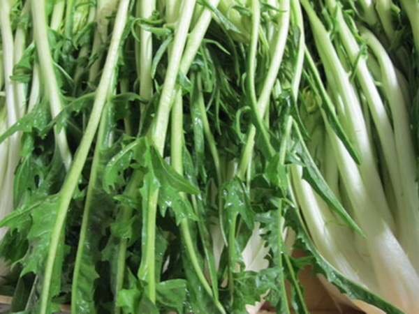 Produktfoto zu Puntarelle (Vulkanspargel oder Spargel-Chicorée)