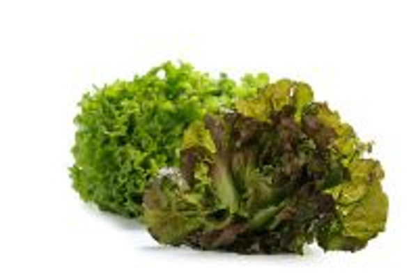 Produktfoto zu Bataviasalat rot