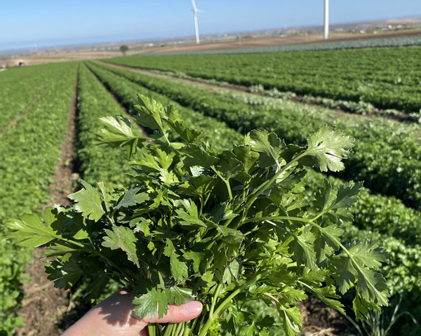 KI generiert: Ein Bündel Petersilie wird vor einem weiten Gemüsefeld gehalten.