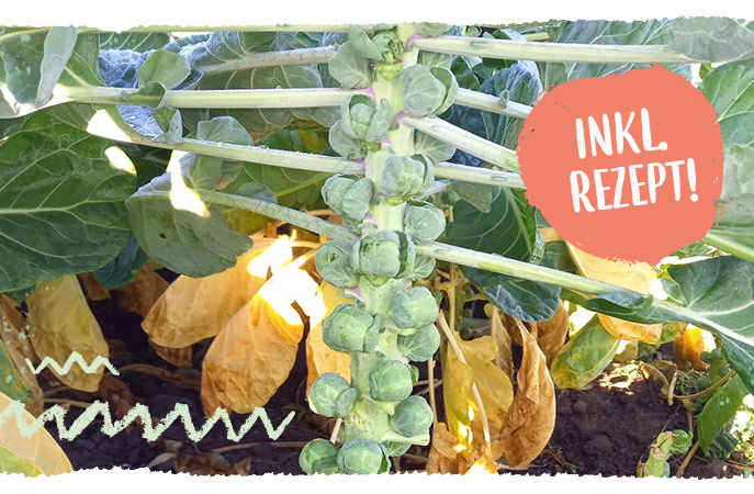 Rosenkohl Palme mit Rosenkohlröschen