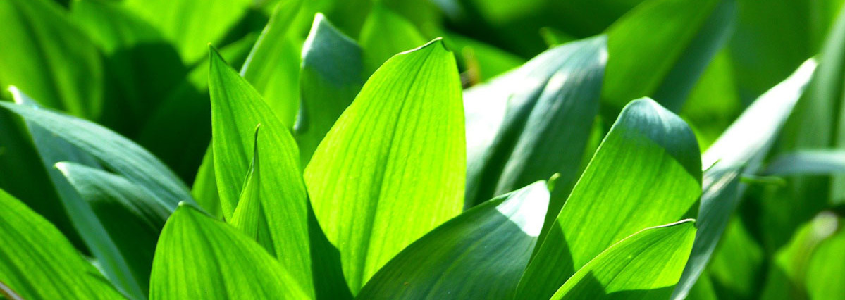 KI generiert: Grüne, sonnenbeschienene Blätter im Fokus.