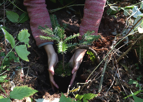 Waldpflanzung Spielberger Mühle