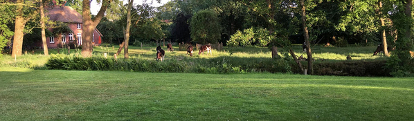 Kühe vor Haus Hof Butendiek