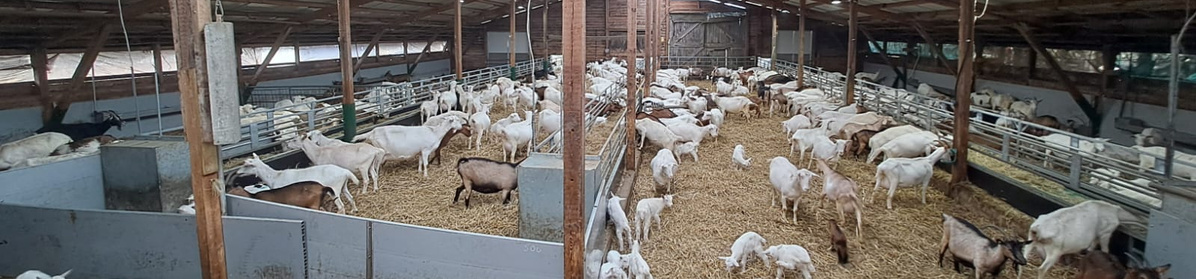 KI generiert: Viele Ziegen in einem großen Stall.
