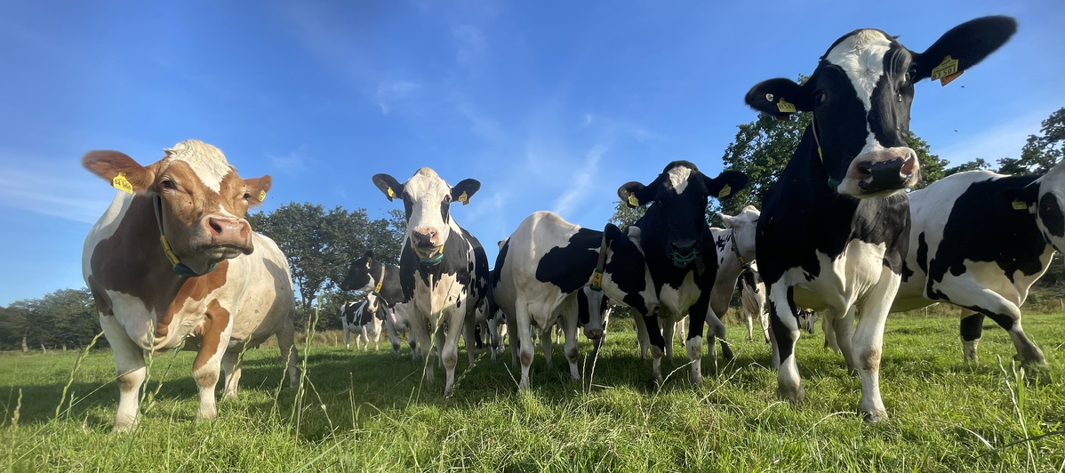 KI generiert: Das Bild zeigt links einen Latte Macchiato und rechts eine Person, die an einer Kaffeemaschine arbeitet. In der Mitte ist eine Packung Kaffee abgebildet, umgeben von Kaffeebohnen.