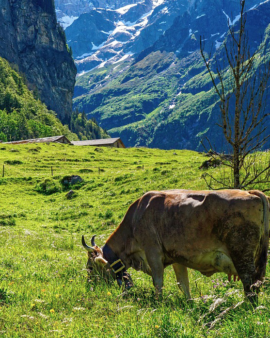 Kühe Alm
