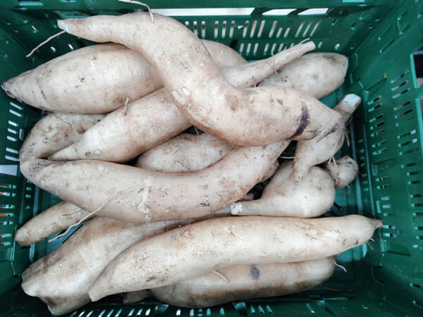 Produktfoto zu Yacon Wurzel - Erdbirne
