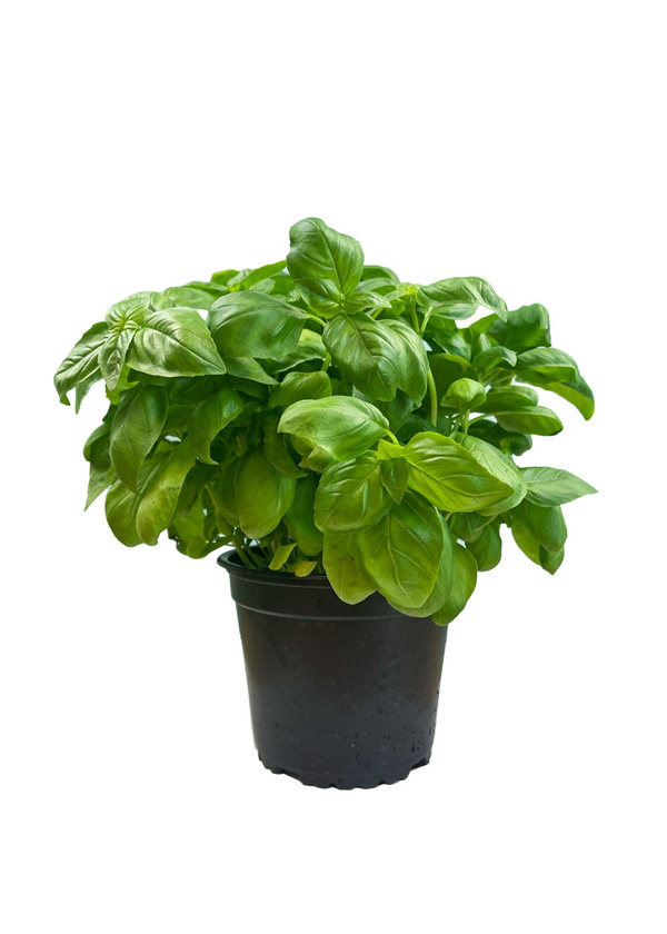 Produktfoto zu Basilikum im Topf